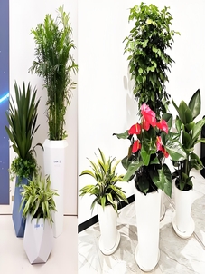 前湾绿化修剪服务好到爆，速来围观！